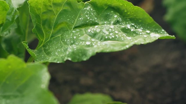 Green leaf of beet with water drops