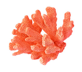 coral isolated on white background © Dmitry