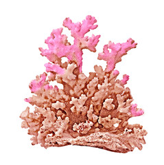 coral isolated on white background © Dmitry