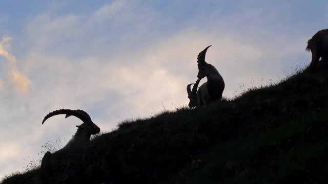 Alpine ibex (Capra ibex) at sunset