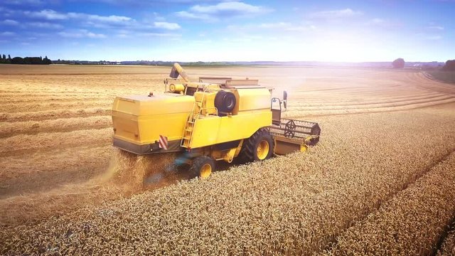 Aerial view of combine harvesting wheat, 4K
