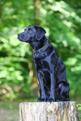 Labrador im Wald