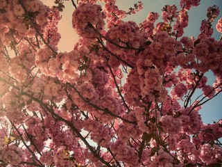 Bright colors of blossomed tree (probably flowering cherry) in spring
