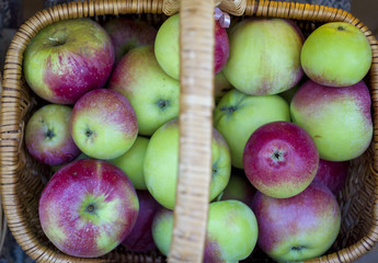 Harvest of apples in regular countryside basket