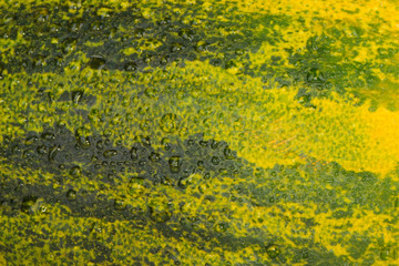 fresh piel de sapo (SANTA CLAUS) melon background