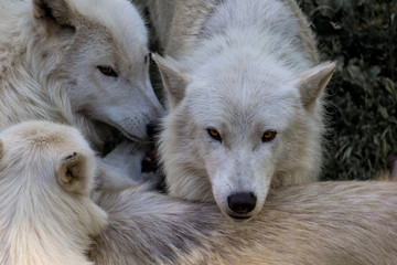 Download Photos, illustrations et vidéos de wolf