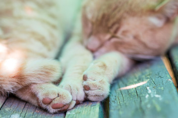 Close up of a sleeping cat in a garden bench.  selective focus .