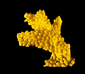 coral on black background © Dmitry