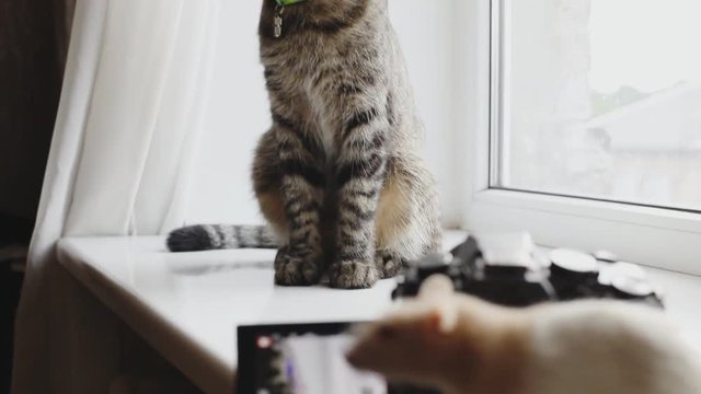 Cat playing with a rat, near the camera on the window