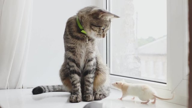 Cat playing with a rat, near the camera on the window