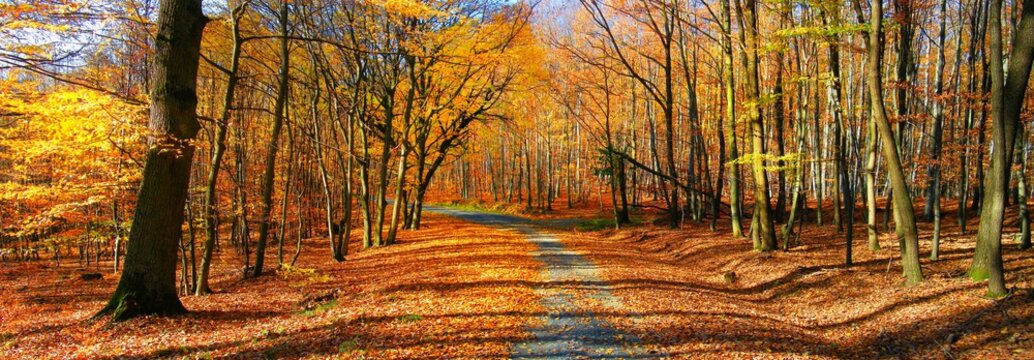 Broad leaf trees forest/woodland with gravel road at autumn afternoon daylight