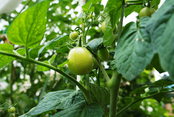 Green tomato grows on the garden close-up.