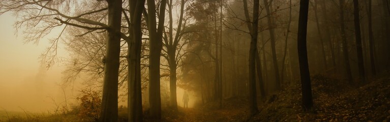 Obraz na płótnie Canvas Dark creepy foggy beech forest