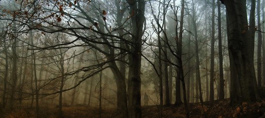 Dark creepy foggy beech forest