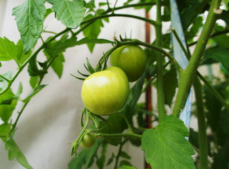 Green tomato grows on the garden close-up.