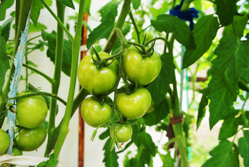 Green tomato grows on the garden close-up.