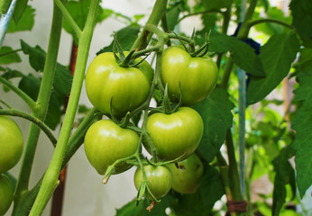 Green tomato grows on the garden close-up.