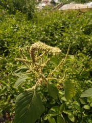 Top tree species at the backyard