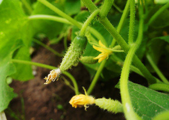 Green cucumber growing on the bushes close-up.