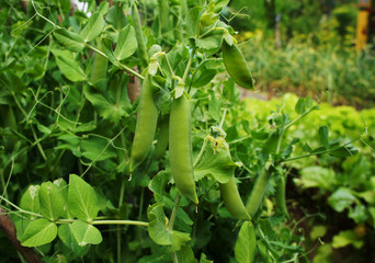 Green pea pod growing on the bushes close-up.