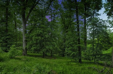 Obraz premium Broad leaf trees forest at spring daylight
