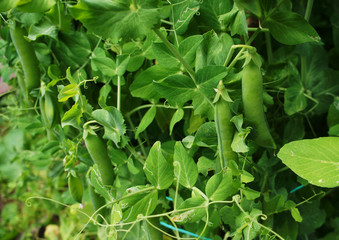 Green pea pod growing on the bushes close-up.