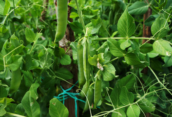 Green pea pod growing on the bushes close-up.