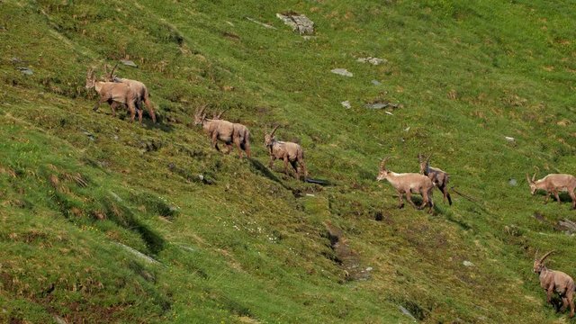 Alpine ibex in mountain environment