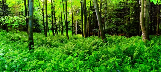 Fototapeta na wymiar Broad leaf trees forest on summer day