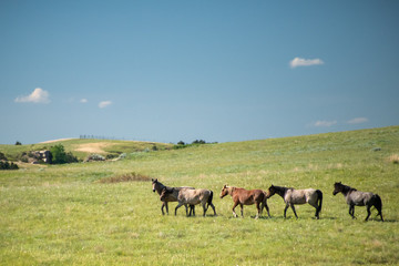 herd of wild horses walking in a row 