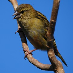 Yellow bird chirping on tree branch