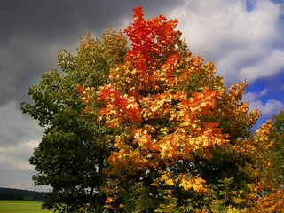 Colorful maple  tree beside a meadowat  autumn / fall daylight