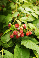 Raspberries growing on bushes close up.
