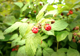 Raspberries growing on bushes close up.