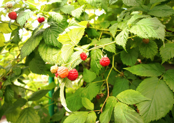 Raspberries growing on bushes close up.