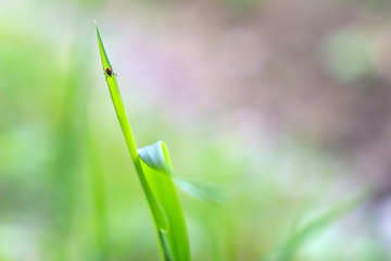tick on green blade