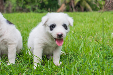 Thai bangkaew dog cute white puppies playing in the park and look at camera sitting in grass.