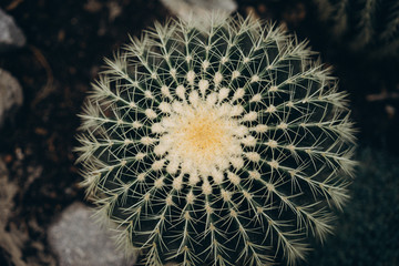 round hedgehog cactus, Echinocactus, lives in the deserts of Mexico and the southwestern United States. selective focus, film and grain