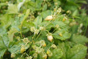 Strawberry berries on the bushes close-up.
