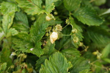 Strawberry berries on the bushes close-up.