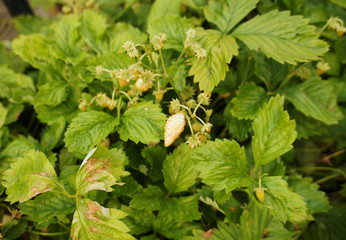 Strawberry berries on the bushes close-up.