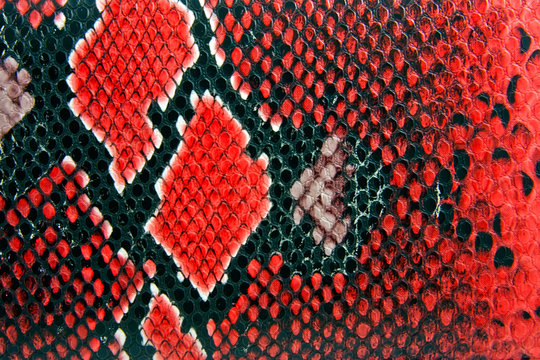 snake skin background