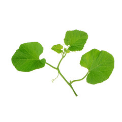 fresh green leaves with water drops  and with tendrils isolated on white background