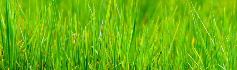 Fototapeta na wymiar panoramic view of green grass