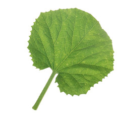 fresh green leaf of melon isolated on white background