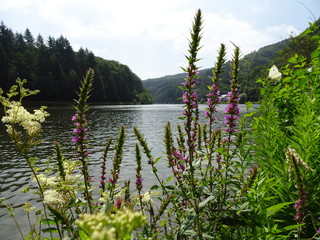 Blumen an der Saar mit Schmetterling