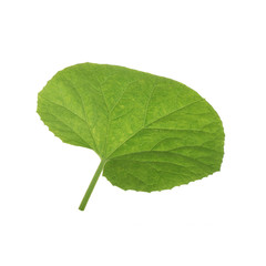 Fototapeta premium fresh green leaf of melon isolated on white background