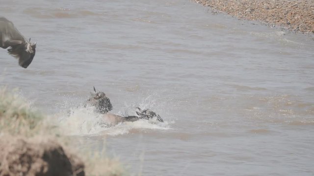 slow motion clip of wildebeest making a spectacular leap into the mara river at masai mara game reserve in kenya, africa- recorded at 180p