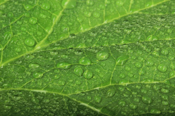 green leaf of melon (honeydew) with water drops background.green leaf with dew background