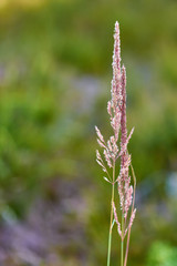 Rosa blühende Grasrispe